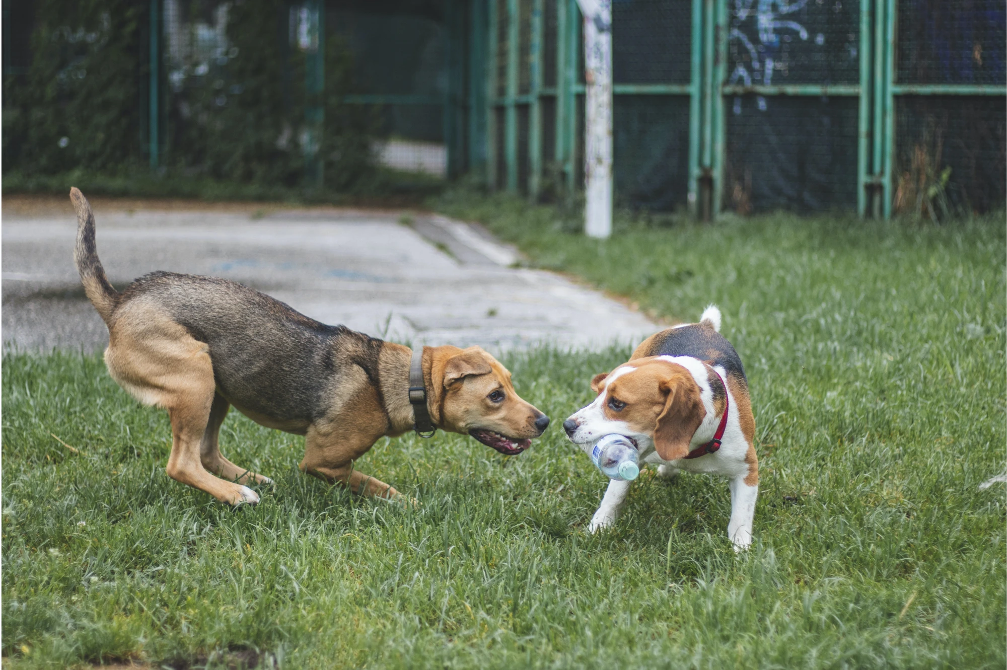 Dogs Image